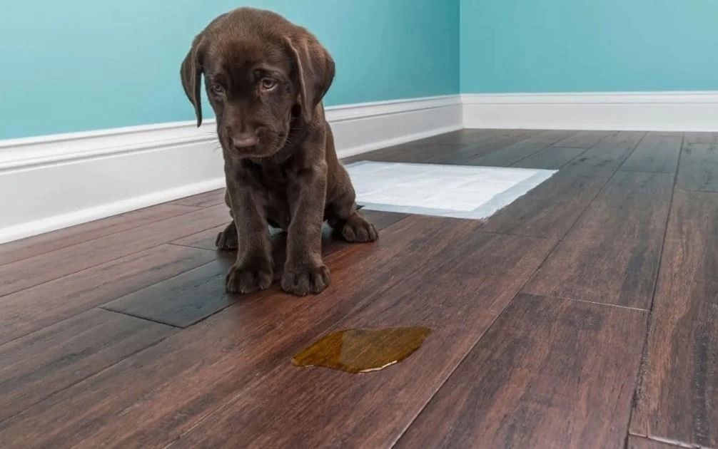 How to Remove Pet Stains From Wood Floors?