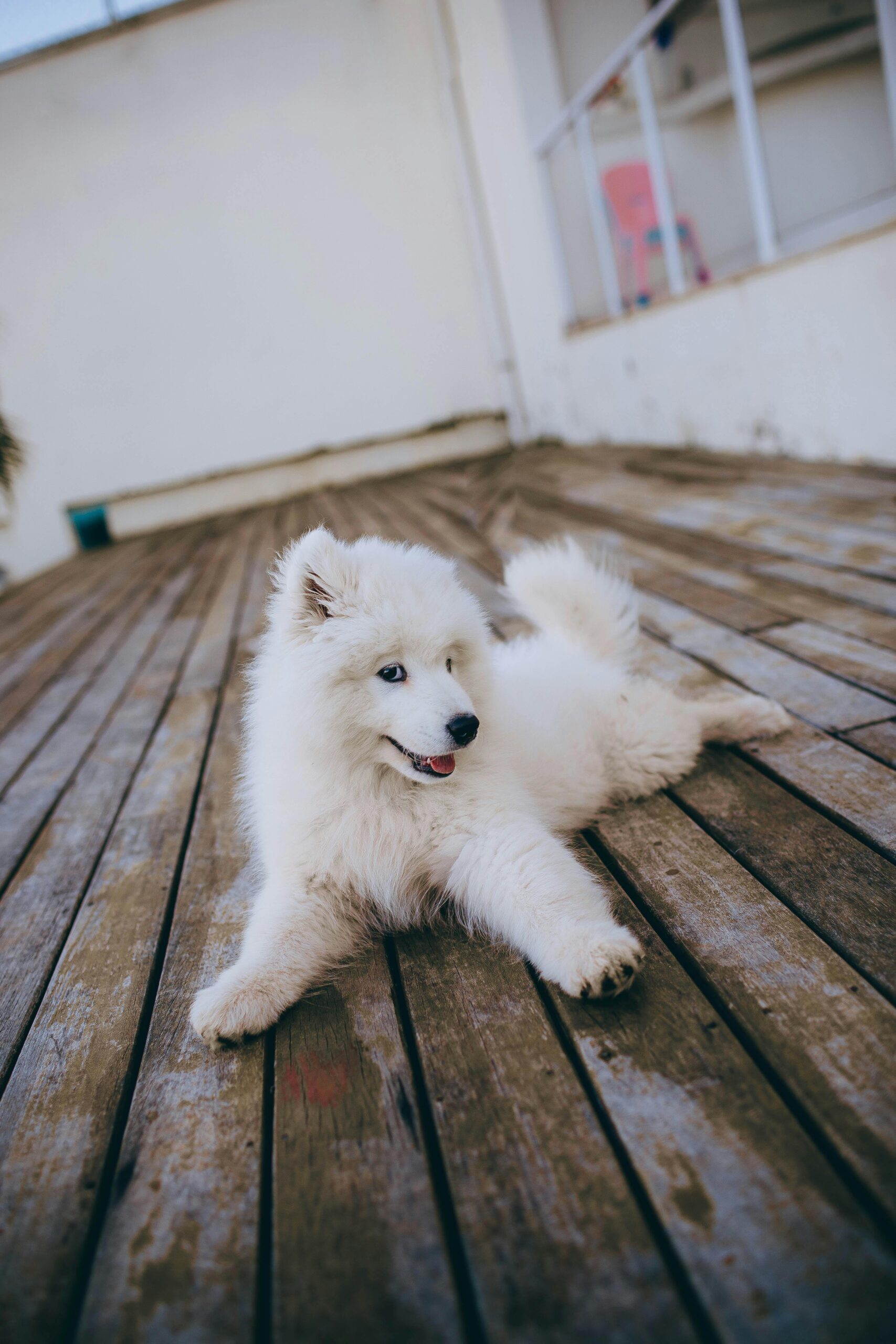 The Best Pet-Friendly Flooring Options for Your Space